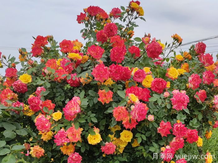  藤彩虹月季一年開幾次花？(圖1)