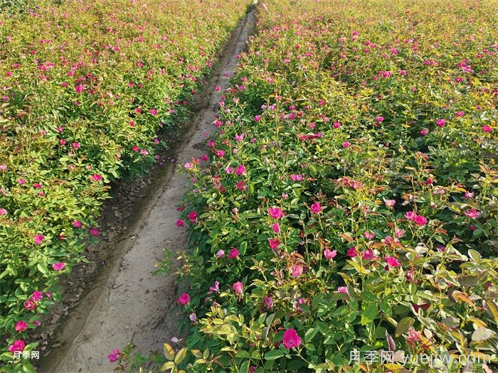 7月入伏盛夏期間月季怎么養(yǎng)？夏季養(yǎng)好秋季爆花(圖2)