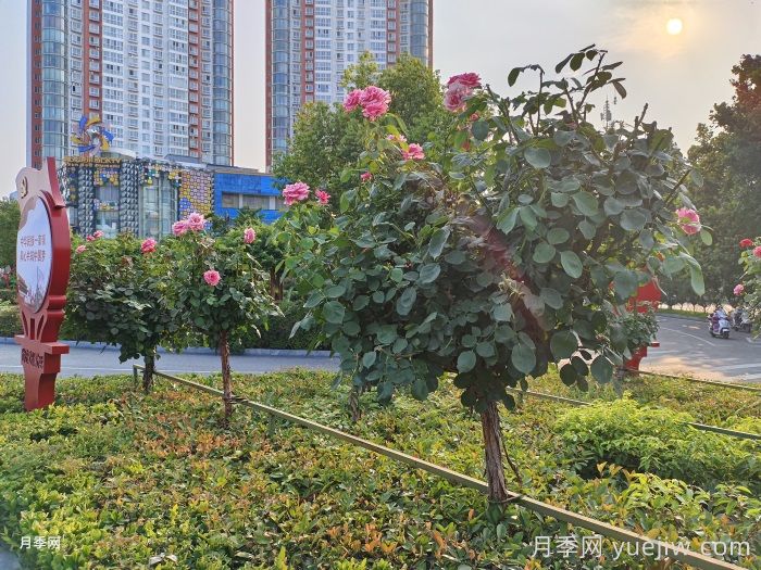 7月入伏盛夏期間月季怎么養(yǎng)？夏季養(yǎng)好秋季爆花(圖4)