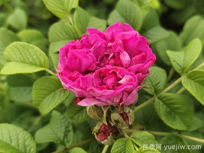玫瑰花：解郁結(jié)之氣，養(yǎng)紅潤之顏(圖1)