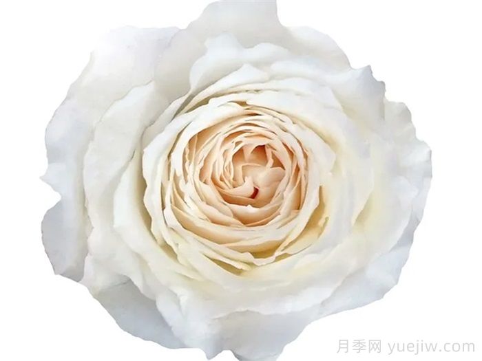 分享9種帶香味的美麗玫瑰(圖5)