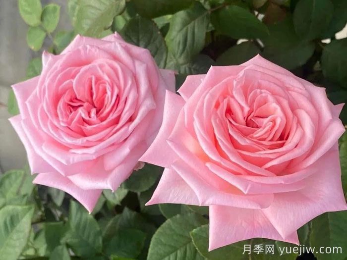 推薦9款適合新手入坑的切花月季品種(圖1)