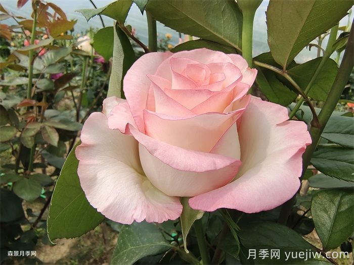 推薦9款適合新手入坑的切花月季品種(圖2)