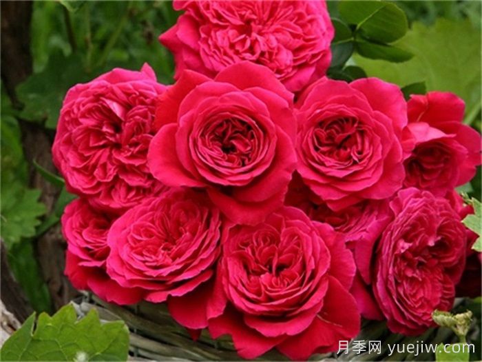 推薦10種抗病性***好又高顏值月季(圖3)