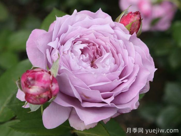 推薦10種抗病性***好又高顏值月季(圖4)