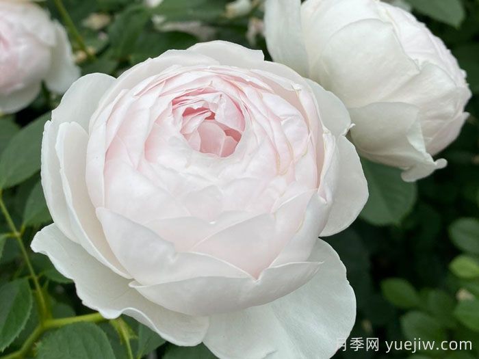 推薦10種抗病性***好又高顏值月季(圖2)