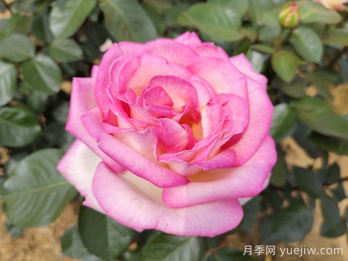 推薦10種抗病性***好又高顏值月季(圖6)