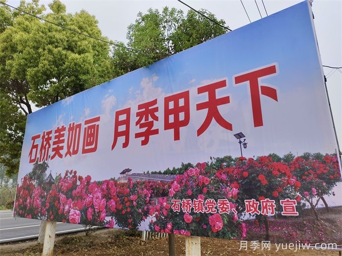 南陽月季：月季產業(yè)轉型升級?美麗經濟花樣綻放(圖3)