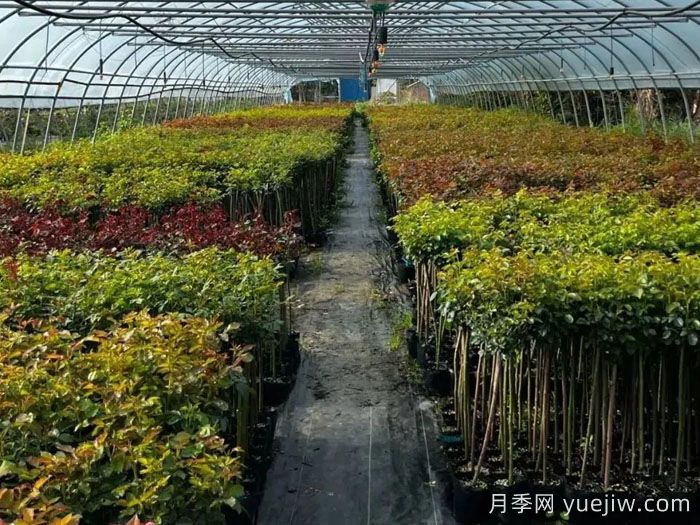 南陽自育薔薇宛砧切果產(chǎn)品，山歸來亮相(圖3)