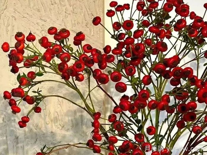南陽自育薔薇宛砧切果產(chǎn)品，山歸來亮相(圖2)