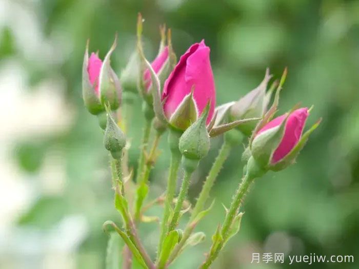 新疆和田，10萬株玫瑰綻放塔克拉瑪干沙漠(圖1)