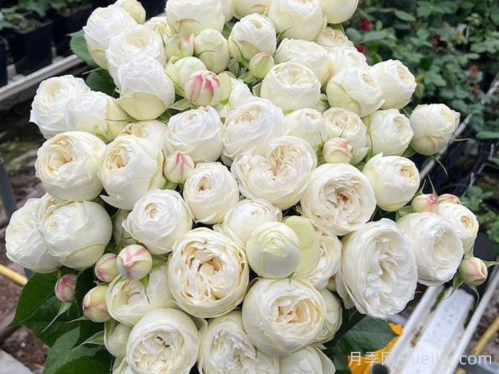 白色曼斯菲爾德莊園月季(圖1)