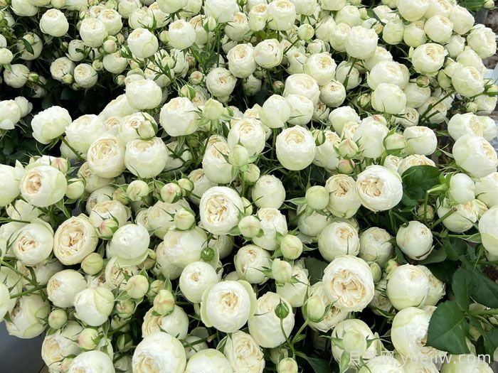 白色曼斯菲爾德莊園月季(圖2)