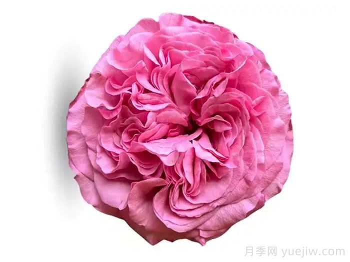 好運來月季/幸運兒(圖1)