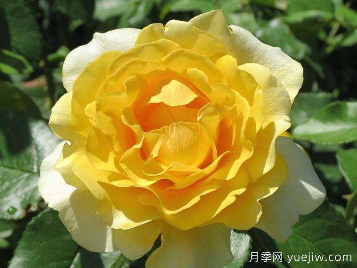 快樂幸運(yùn)月季/快樂走運(yùn)/開心快樂(圖1)