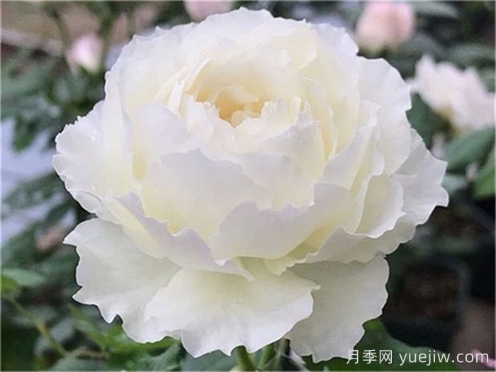 已經(jīng)踩坑，盤點(diǎn)5款月季新手勸退(圖2)