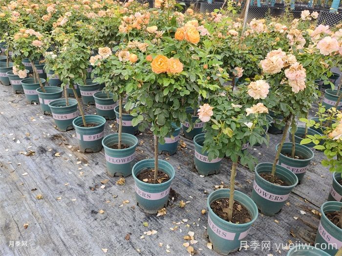 夏天養(yǎng)護(hù)月季的6個(gè)關(guān)鍵事項(xiàng)(圖1)