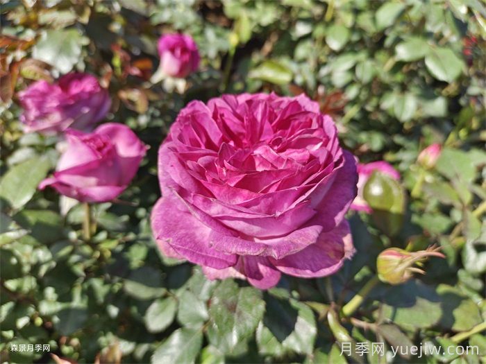 推薦二廣花友5款勤花月季，耐熱耐曬耐雨淋(圖4)