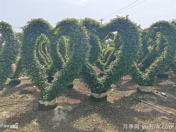 養(yǎng)了2年的藤本月季不開花是什么原因，如何解決？(圖3)