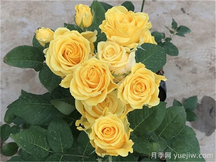 玫瑰品種有哪些？十大玫瑰花品種介紹(圖2)