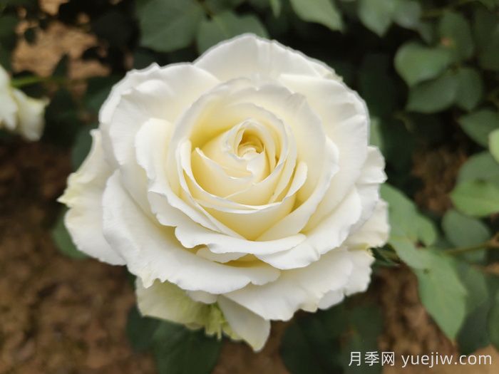 玫瑰品種有哪些？十大玫瑰花品種介紹(圖4)