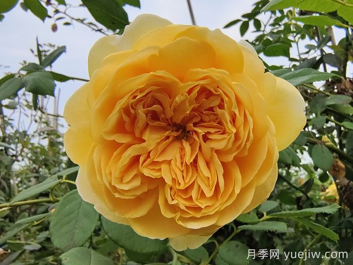 分享十二款亮眼的黃色系月季品種(圖4)