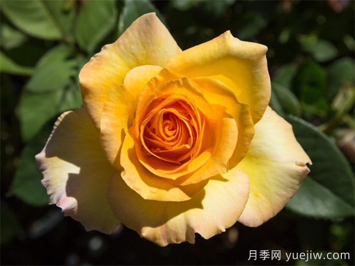 超火的10款復(fù)色系月季，款款精選(圖3)