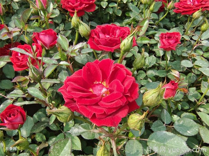 陽(yáng)臺(tái)月季別亂買(mǎi)！花友三年養(yǎng)花經(jīng)驗(yàn)告訴你(圖3)