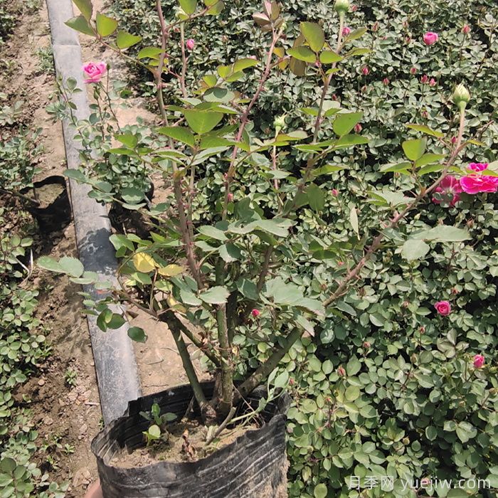 月季如何度過炎熱的夏天？(圖2)