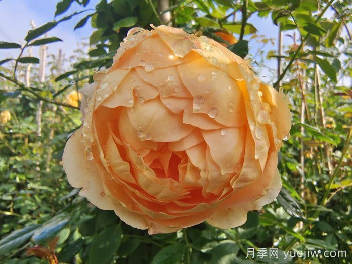 夏天養(yǎng)護注意著5點，讓你月季能過夏(圖1)