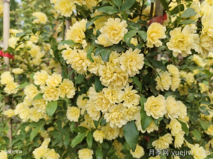 藤本月季的優(yōu)勢(shì)，爬滿圍墻就開花(圖2)
