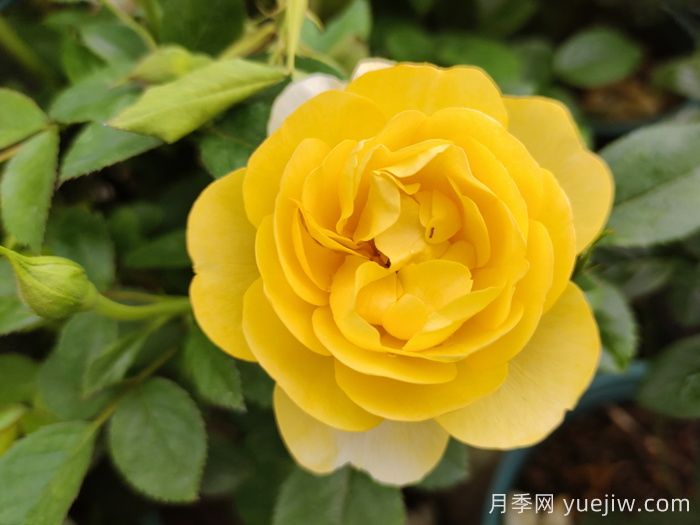 ***受花友們喜愛的經(jīng)典黃色系月季品種推薦(圖5)