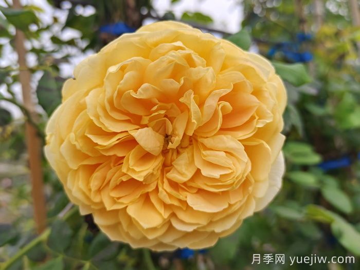 ***受花友們喜愛的經(jīng)典黃色系月季品種推薦(圖1)