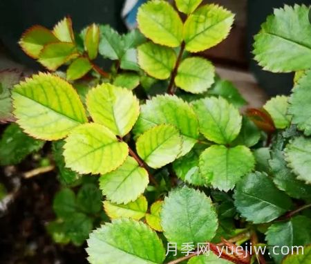 夏季月季新葉子發(fā)黃，該如何解決？(圖1)