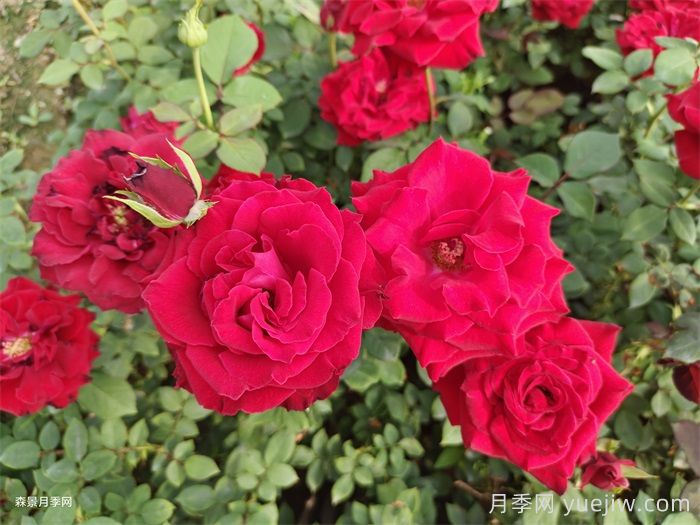 夏季月季養(yǎng)護(hù)五要點(diǎn)，輕松應(yīng)對(duì)高溫花期翻倍(圖1)