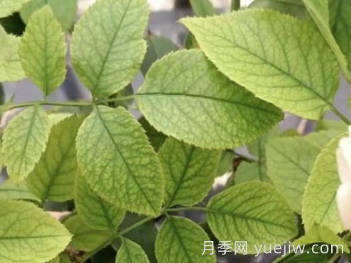 總結(jié)，9種月季黃葉癥狀及解決方法(圖3)