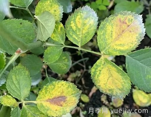 總結(jié)，9種月季黃葉癥狀及解決方法(圖4)