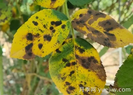 總結(jié)，9種月季黃葉癥狀及解決方法(圖5)