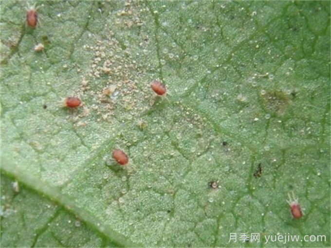 高溫悶熱，月季紅蜘蛛泛濫，如何做好預(yù)防？(圖1)