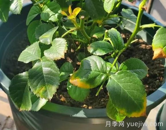 水黃與肥害分不清？7種月季常見黃葉癥狀(圖2)