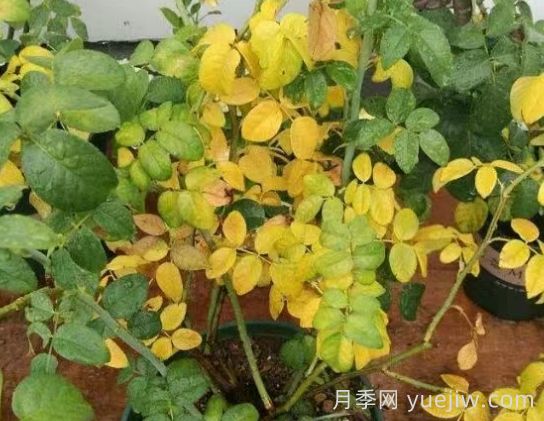 水黃與肥害分不清？7種月季常見黃葉癥狀(圖3)