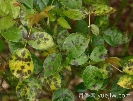 水黃與肥害分不清？7種月季常見黃葉癥狀(圖4)
