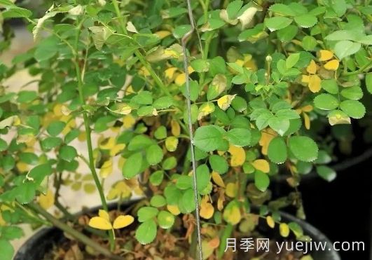 夏季暴曬的天氣里，教你的月季平安度夏(圖3)
