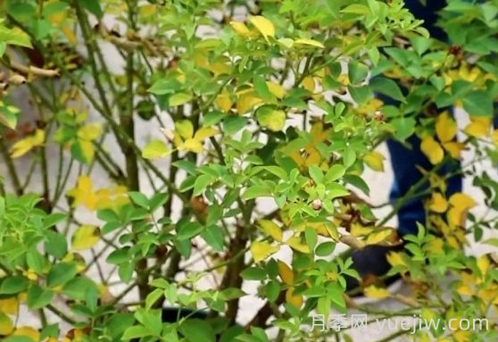 月季被高溫燙傷了怎么辦？(圖4)
