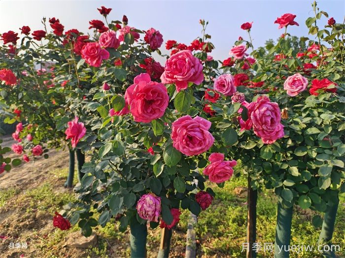 立夏后澆水別瞎?jié)?！這樣做月季花不爛根(圖2)