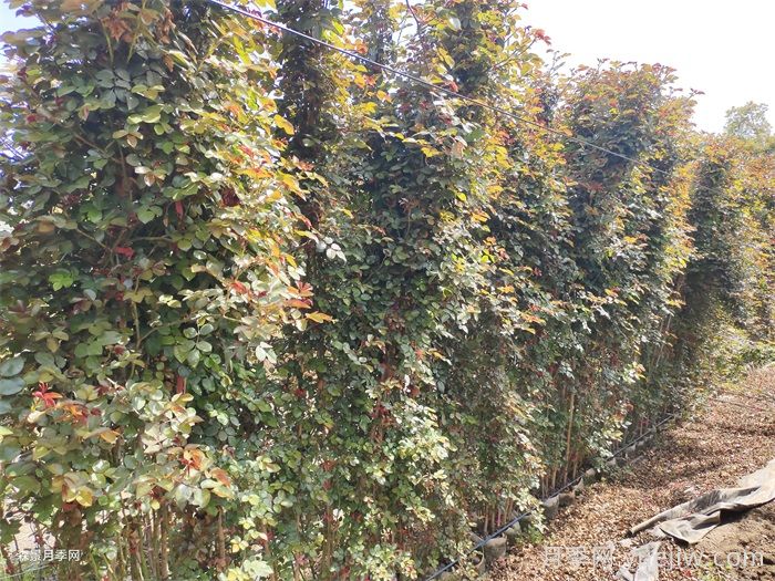 月季花移栽后僵苗的原因及應對措施(圖1)