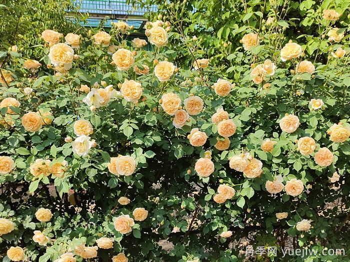 月季不開花到底是什么原因？月季爆花教程(圖2)