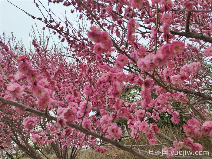 15種常見先花后葉植物匯總(圖1)