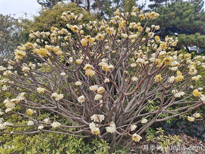15種常見先花后葉植物匯總(圖3)
