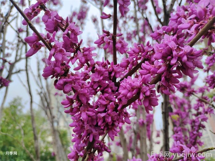 15種常見先花后葉植物匯總(圖4)